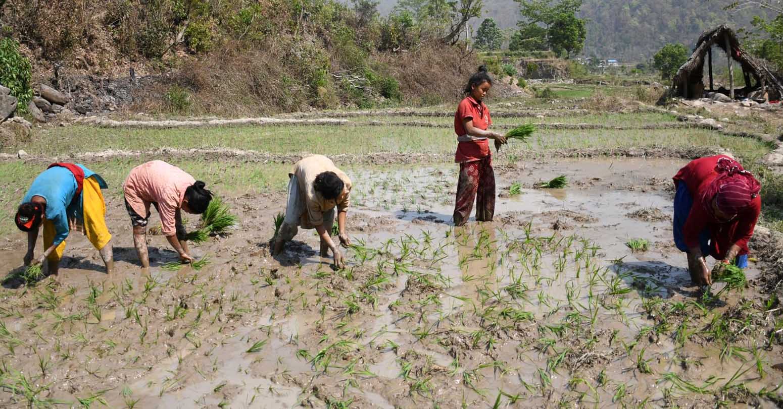 चैते धानप्रति दाङका किसानको आकर्षण बढ्दो